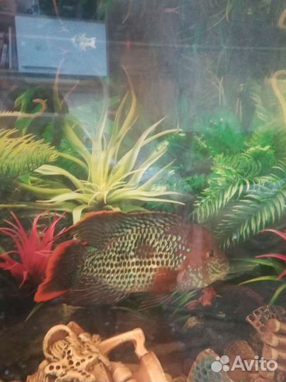 Аквариумные рыбки