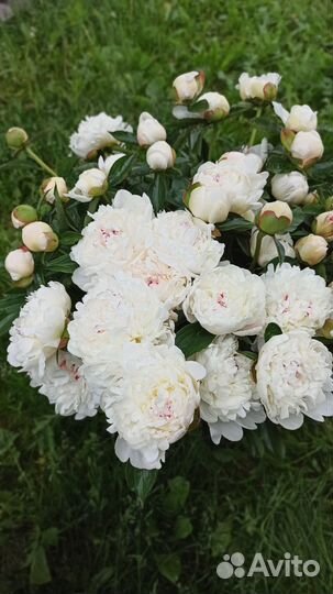 Пионы срезка