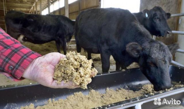 Пивная дробина