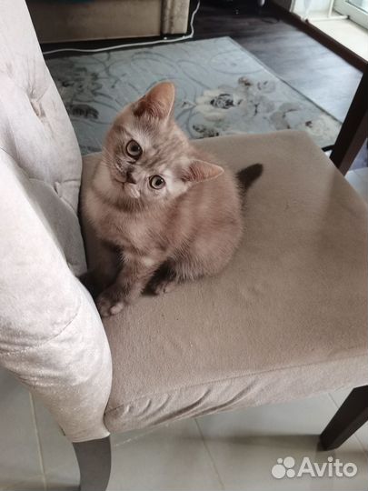 Кошки