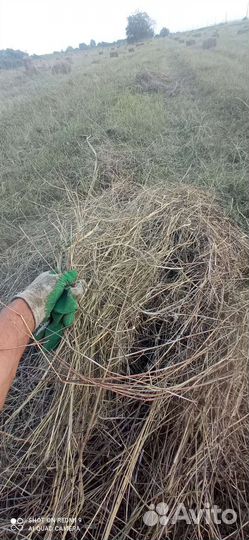 Сено луговое