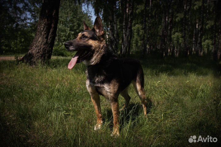 Лукум собака из приюта в добрые руки