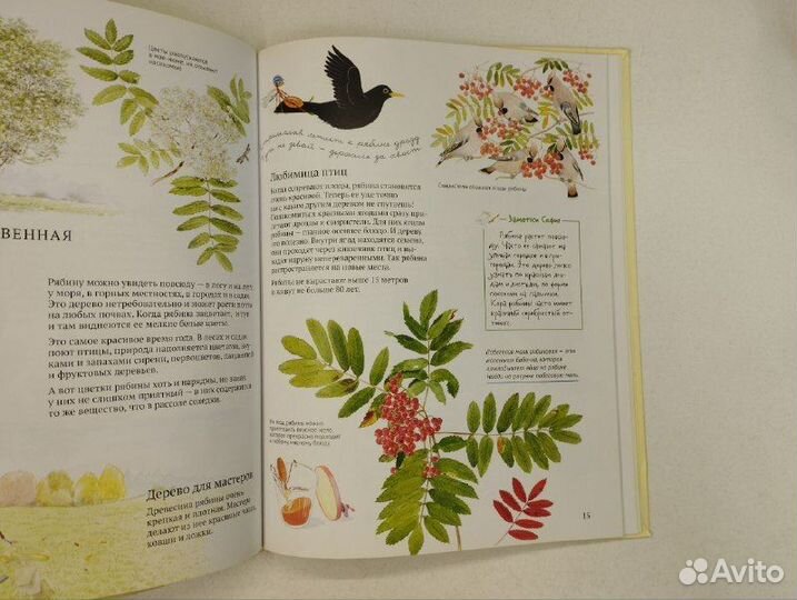 С. Каста,Бу Мосберг. Софи в мире деревьев