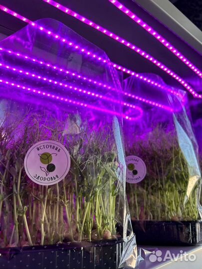 Микрозелень «Источник здоровья»