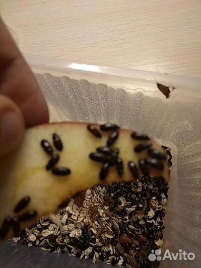 Жук знахарь