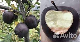 Яблоня Черный бриллиант