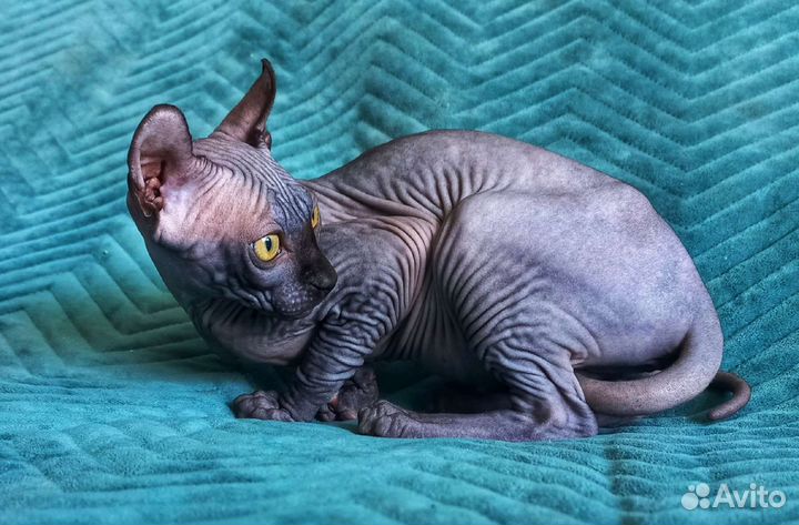 Девочки Эльфики