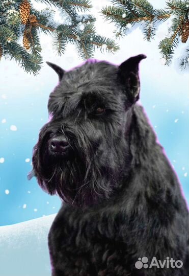 Цвергшнауцер черный