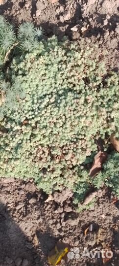 Суккуленты