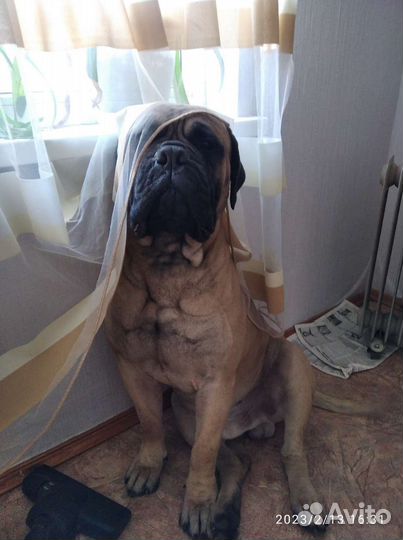 Бульмастиф Вязка