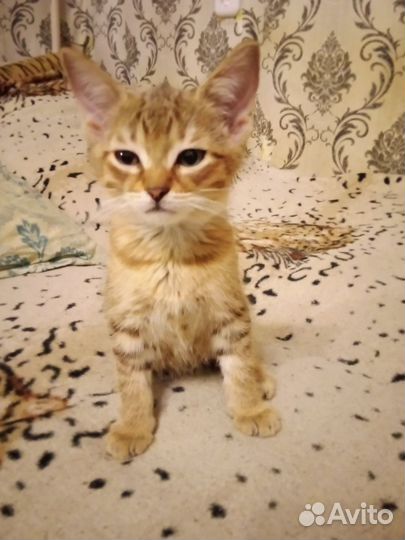 Котятки в дар