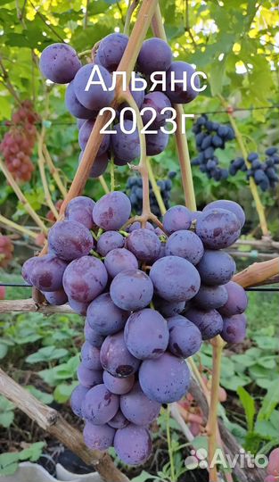 Саженцы и черенки винограда 2023-2024г