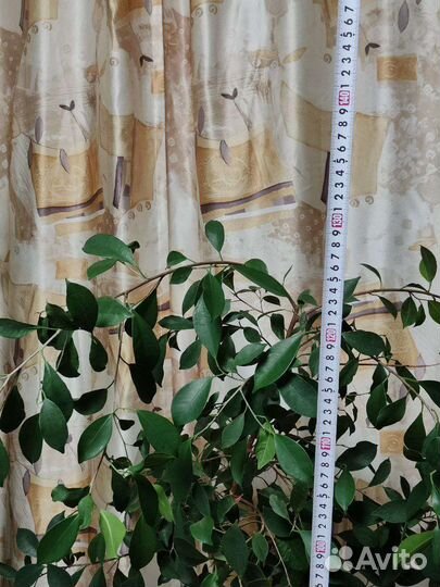 Фикус бенджамина большой