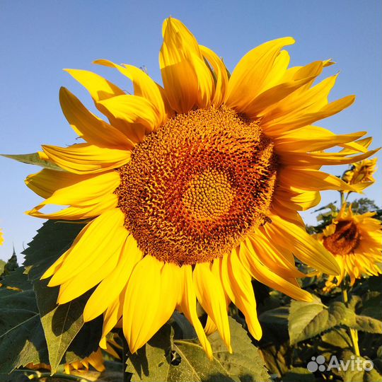 Семена подсолнечника сорт Бригадир (Раннеспелый)