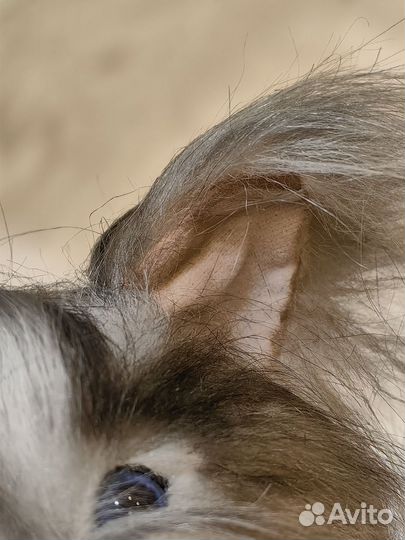 Реалистичный щенок йоркширского терьера