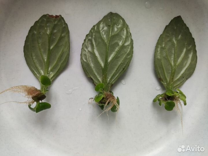 Примулина/Хирита Huba