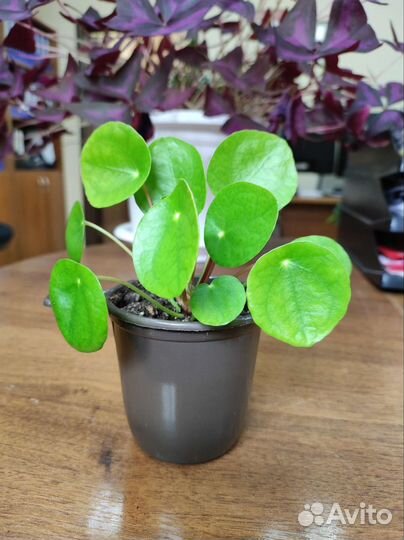 Пилея пеперомиевидная