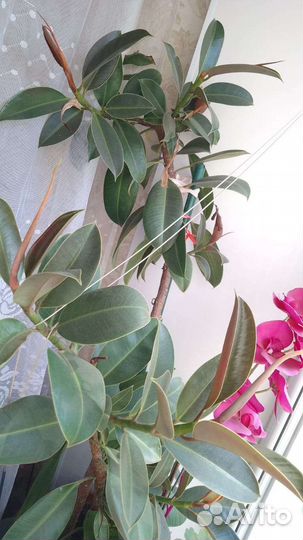 Замиокулькас