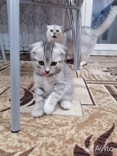 Шотландские котята