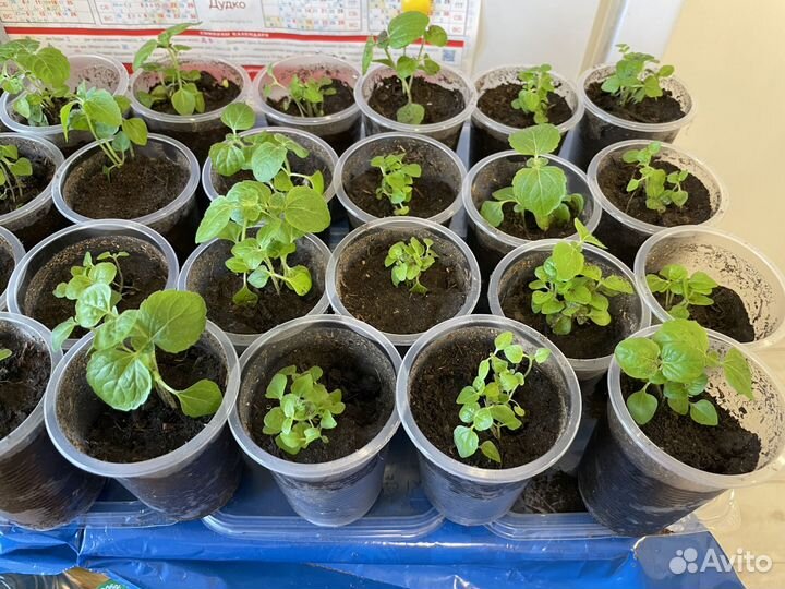 Агератум рассада