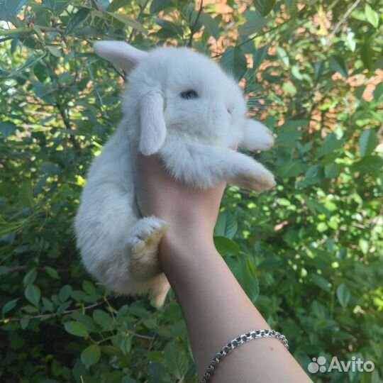 Декоративные крольчата