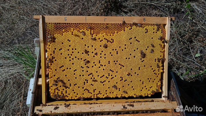 Вощина из воска натурального