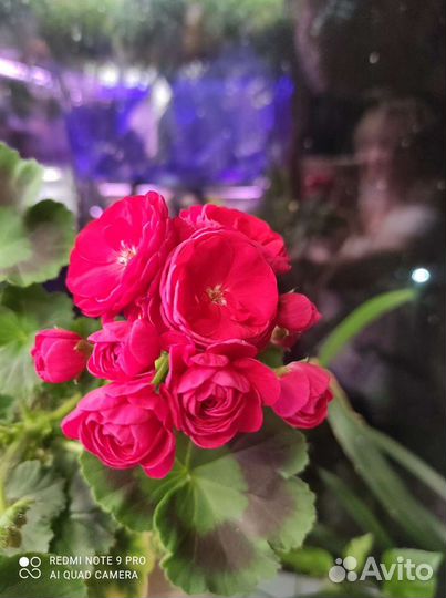 Пеларгония зональная,герань