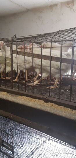 Коралл молодка