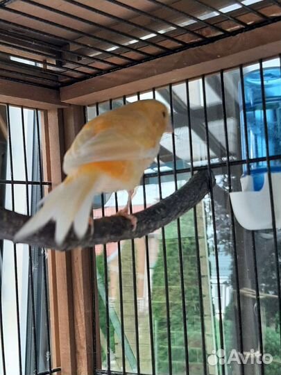 Кенара и канарейки