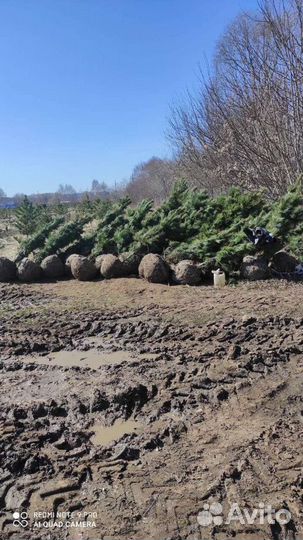 Кедр сибирский