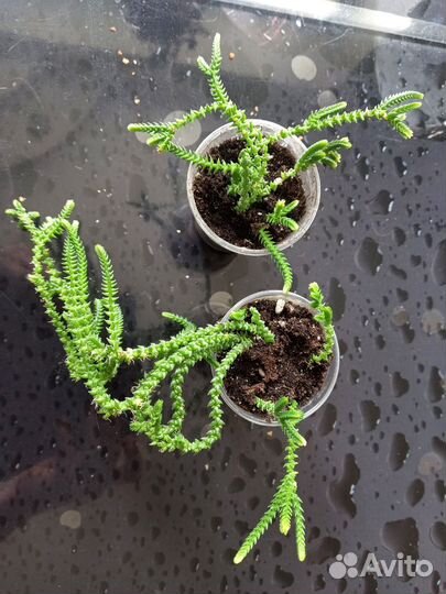 Алоэ остистое, толстянка, сансевиерия