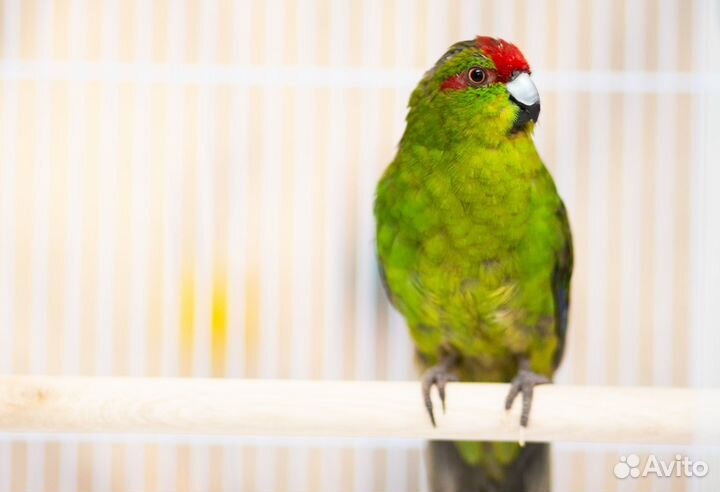 Какарик зеленый птенцы