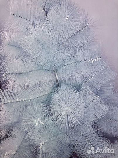 Сосна белая пушистая