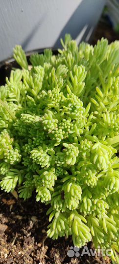 Очиток седум почвопокровный