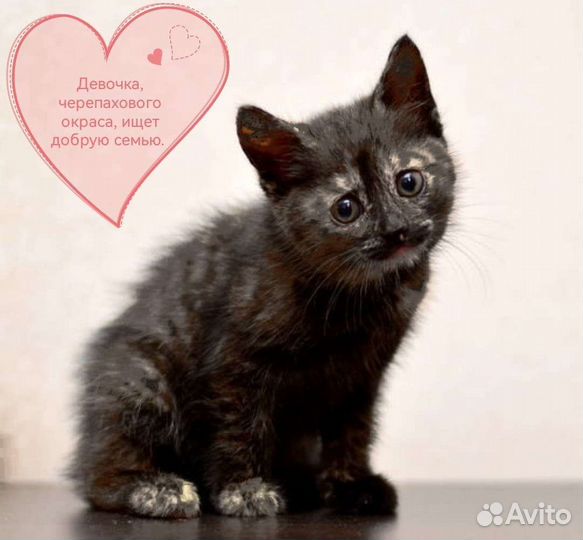 Кошки в добрые руки