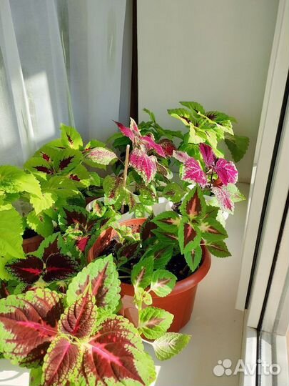 Комнатные растения