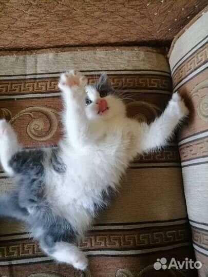 Кошка в дар бесплатно