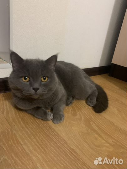 Британский кот в добрые руки
