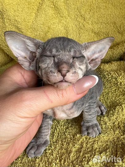 Котята петерболд