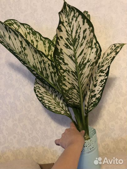 Диффенбахия