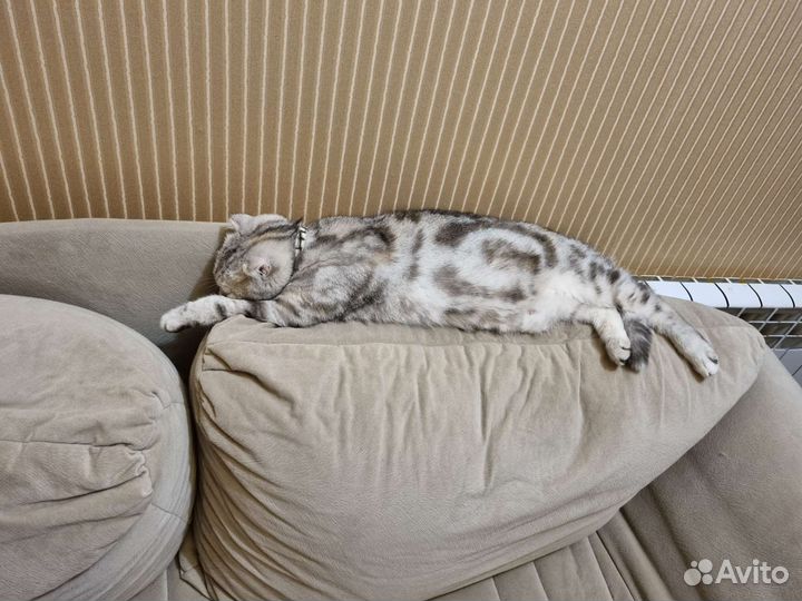 Шотландская вислоухая кошка бесплатно