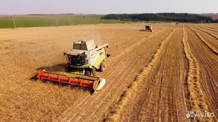Семена ячмень, пшеница, овес