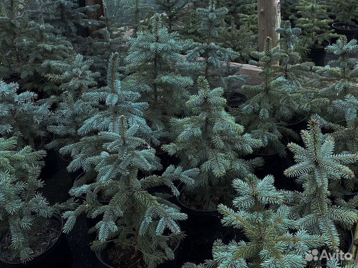 Ель голубая