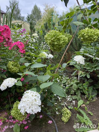 Гортензия древовидная