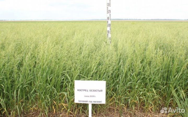 Семена Кострец безостый Сорта: титан рс-2