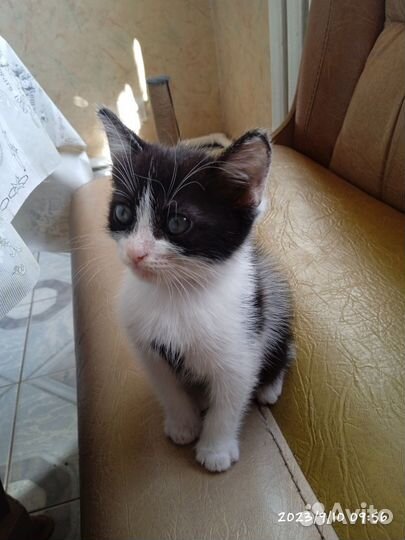 Котенок в добрые руки