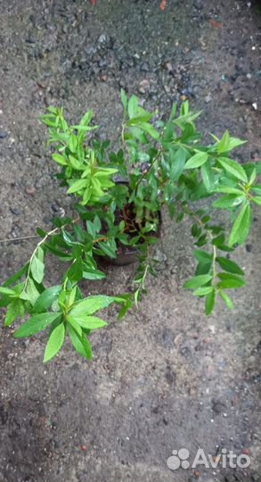 Спирея розовая