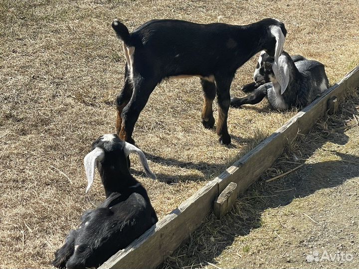 Козлики и козочки нубийской породы