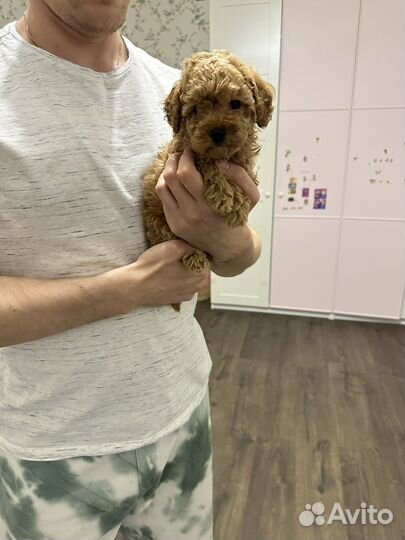 Девочки мальтипу мини