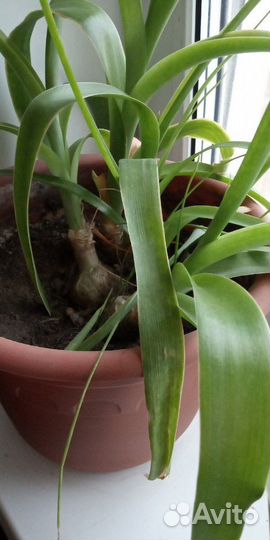 Индийский лук